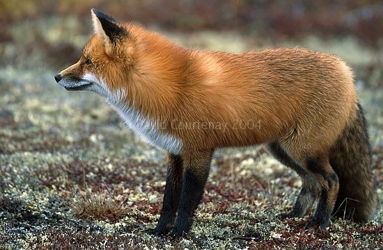 http://foxypaws.narod.ru/photos/update/foxes018.jpg