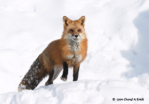 http://foxypaws.narod.ru/photos/update/foxes052.jpg